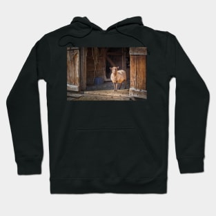 Funny Sheep and the Old Barn Hoodie